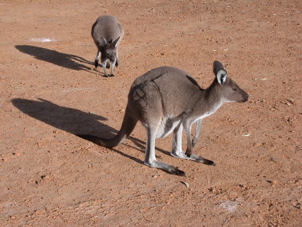 Kangaroos